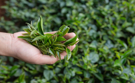 Infusion de maté vert : bienfaits et conseils de préparation