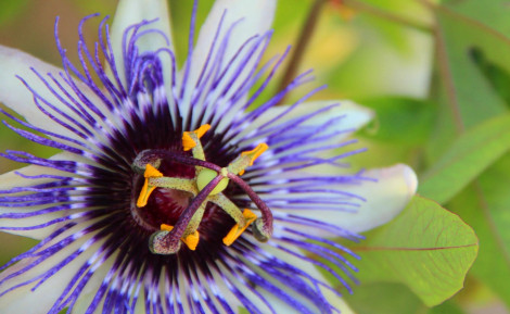 Passiflore : une plante aux vertus apaisantes pour le stress et le sommeil